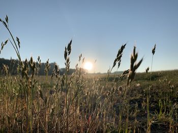 Crops growing on field against sky