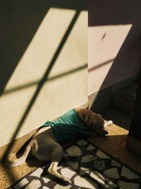 High angle view of dog lying on floor