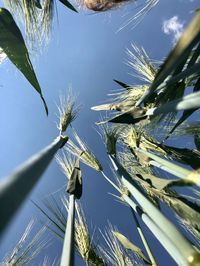 Low angle view of plants against sky