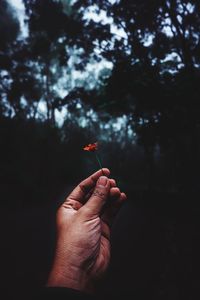 Hand holding flower against blurred background