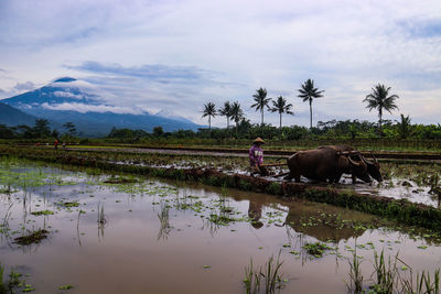 View of horse in a field