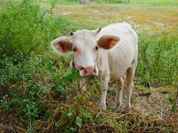 Portrait of cow standing on field