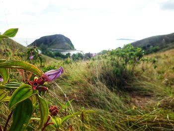 Close-up of flowers growing in field against sky