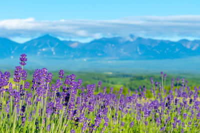 Purple flowering plants on field against sky