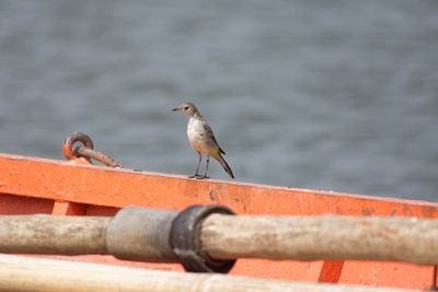 Bird perching on edge of boat