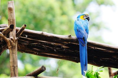 Close-up of blue bird perching on tree