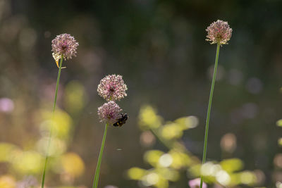Close-up of purple flowering plant on field