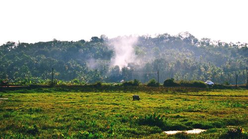 Scenic view of agricultural field against sky