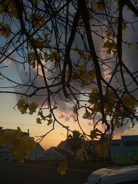 Close-up of tree against sky during sunset