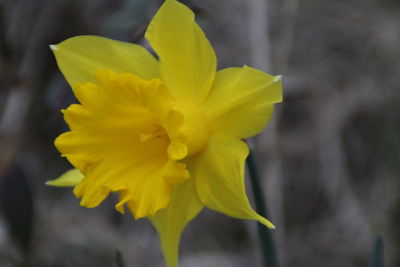 Close-up of yellow flower