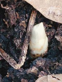 High angle view of shell on tree trunk