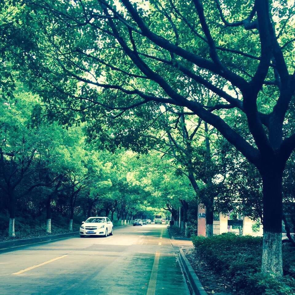 transportation, tree, car, road, land vehicle, mode of transport, the way forward, street, road marking, building exterior, diminishing perspective, growth, on the move, city, sunlight, built structure, day, architecture, branch, outdoors