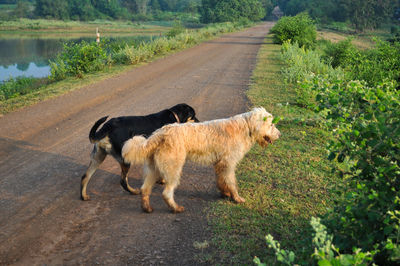 View of two dogs on road