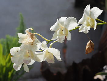 Close-up of white cherry blossoms