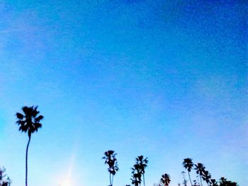 Low angle view of silhouette palm trees against clear blue sky