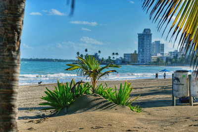 Palm trees on beach against sky