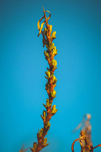 Close-up of plant against blue sky