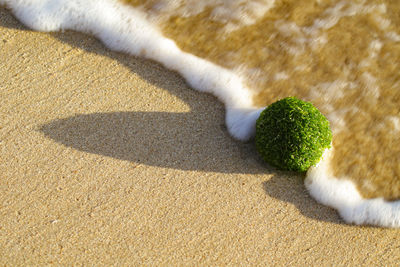 Seaweed balls drifted stranded on the beach that looks like a type of green algae