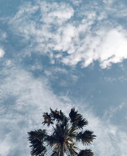 Low angle view of coconut palm tree against sky