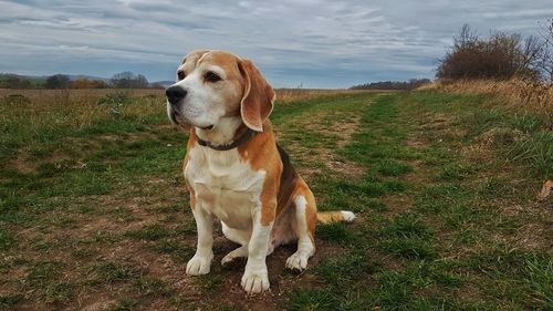 Dog looking away on field