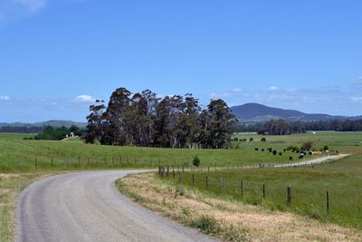 Road amidst trees on field against blue sky