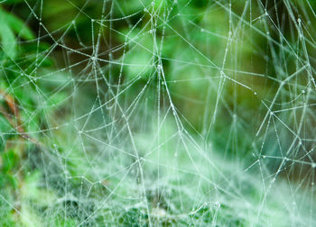 Full frame shot of spider web