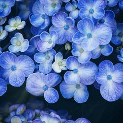 Close-up of purple flower