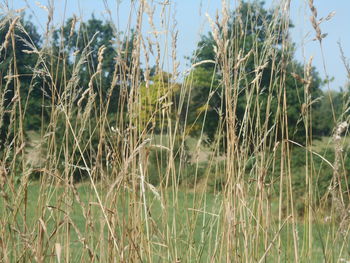 plant