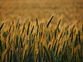 Close-up of wheat growing on field