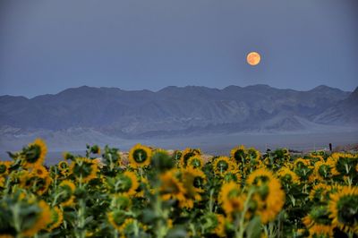 Yellow flowers blooming on field against clear sky