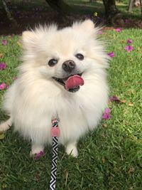 High angle view of dog on field