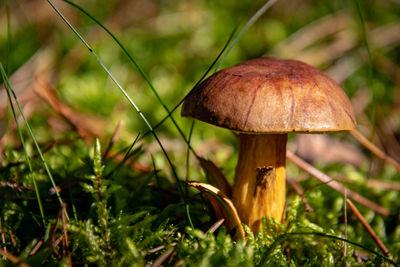 Close-up of mushroom growing on field