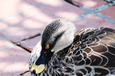 Close-up of a bird