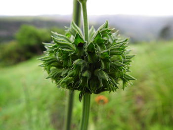 Close-up of fresh green plant