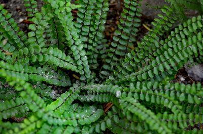 Full frame shot of fern leaves