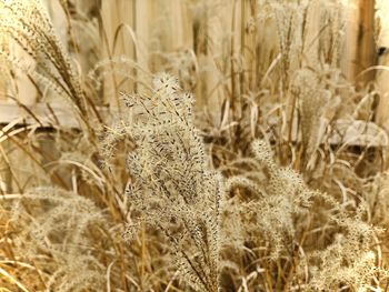 Close-up of wheat growing on field