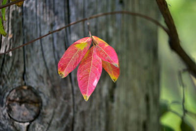 Close-up of maple leaves on tree trunk