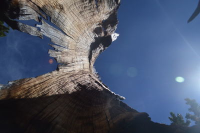 Low angle view of tree against blue sky