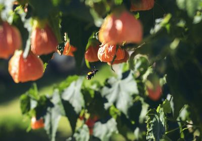 Close-up of berries growing on plant