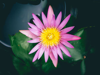 Close-up of pink water lily blooming in pond