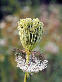 Close-up of insect on plant