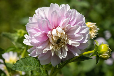 Close-up of pink flowering plant