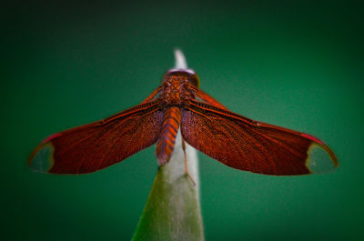Close-up of insect on leaf
