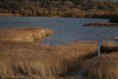 Scenic view of lake