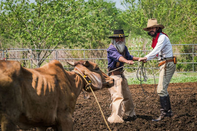 Farmers pulling bull on agricultural field