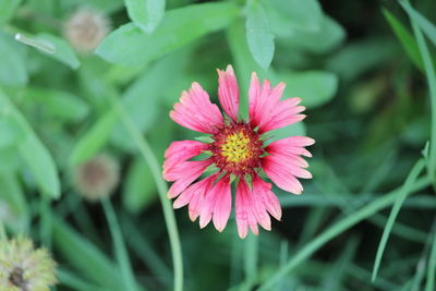 Close-up of pink flower