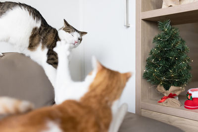 Two domestic cats fighting on leather couch next to christmas tree