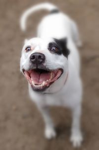 Close-up portrait of a dog