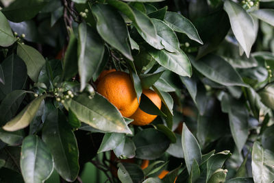 Close-up of orange fruit growing on plant