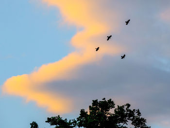 Low angle view of silhouette birds flying in sky